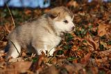 ALASKAN MALAMUTE 573